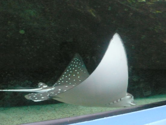 Im Aquarium leben 650 verschiedene Meerestierarten, hier ein Rochen.