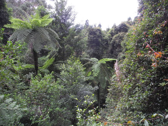 Der Weg führt durch dichten Regenwald.