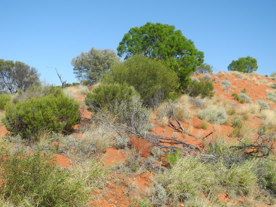 Rechts und links begleiten uns rote Erde, ein üppiges grün und dazu noch strahlend blauer Himmel.