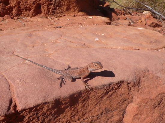 Er hat sich angepasst und ist kaum zu erkennen.