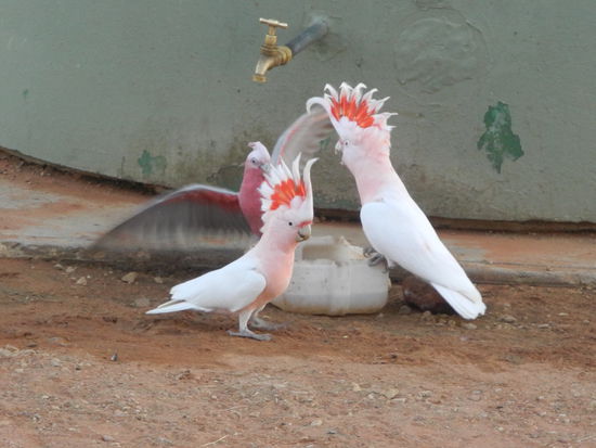 Am Abend und am nächsten Morgen kamen viele Kakadus zum Trinken.