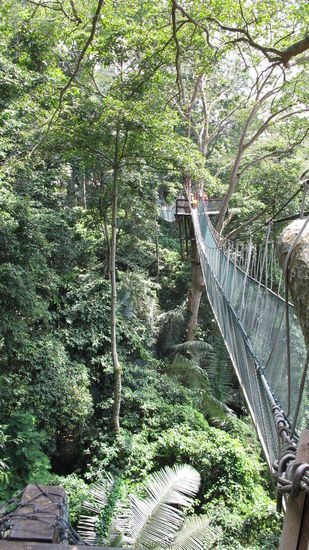Canopy Walk im FRIM 