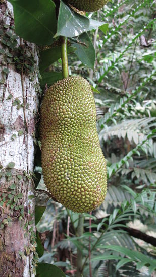 Auch die Jackfruit wächst hier