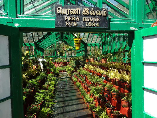 Farngewächshaus im Botanischen Garten von Ooty.