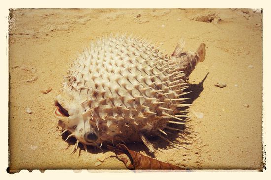 Kugelfisch beim Sonnenbaden (ok, vielleicht war er auch einfach nur tot)