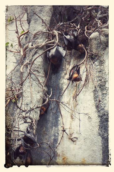 Flughunde bei Koh Mah