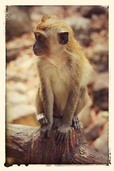 Do not feed the monkeys