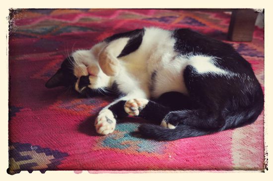 Unsere süsse Hauskatze