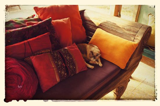 Und überall Katzen... weit über 100 Stück tummeln sich hier im Resort