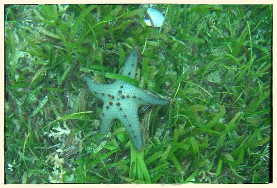 Direkt vorm Hotel sieht man in erster Linie Seegras..und Seesterne