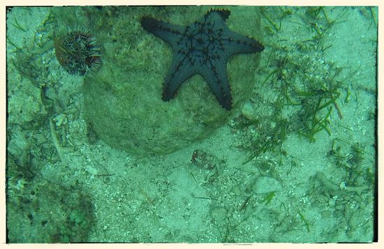 ...weiter draußen dann vorallem Seesterne