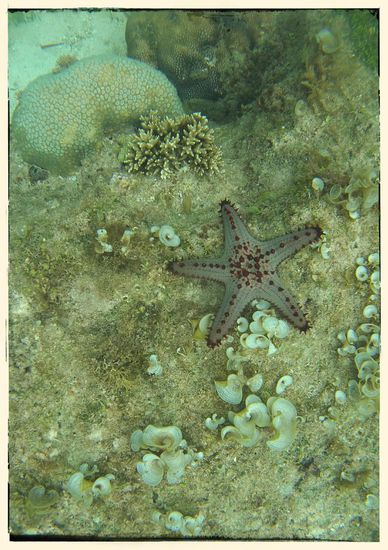 Und noch weiter vom Strand entfernt hauptsächlich Seesterne