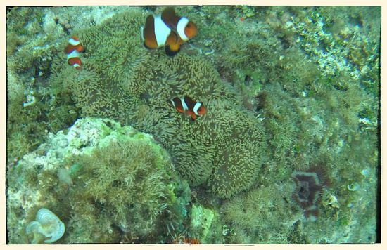 Ein paar Clownsfische und anderes Meeresgetier gabś dann aber doch noch