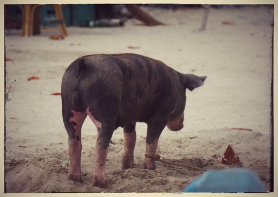 Arme Sau - die Lebenszeit eines Schweines ist auf den Philippinen stark begrenzt. Spanferkel und Schwein in sämtlichen Variationen ist praktisch auf jeder Speisekarte zu finden