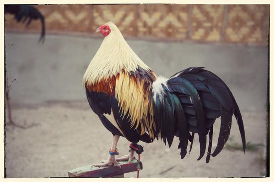 Jede Familie hält sich hier mindestens einen Kampfhahn, oft sogar mehrere. Hahnenkampf ist hier ein Volkssport