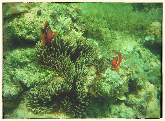 Nemo war Stinksauer...