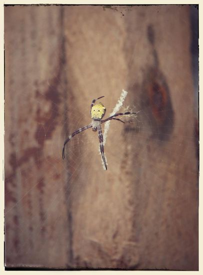 Spiderman lässt grüßen