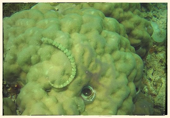 Auch wenn man es nur schwer erkennt, es soll tatsächlich ein Seepferdchen sein