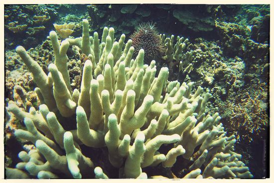 Zum Glück sind noch nicht alle Korallen zerstört