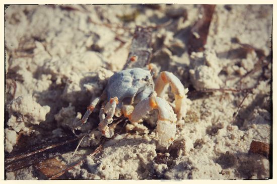 Kleine Krebse gibt es hier zu hunderten, sie zu fotografieren ist dagegen verdammt schwer