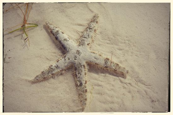 Ebenfalls im Überfluss vorhanden sind Seesterne. Es ist fast unmöglich ins Wasser zu gehen, ohne auf eines der Tierchen zu treten