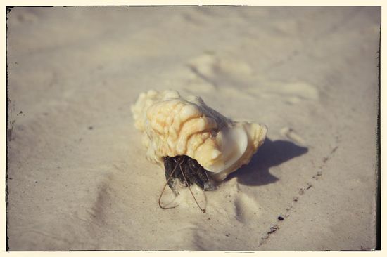 So gut wie jede Muschel ist hier mit einem Krebs belegt