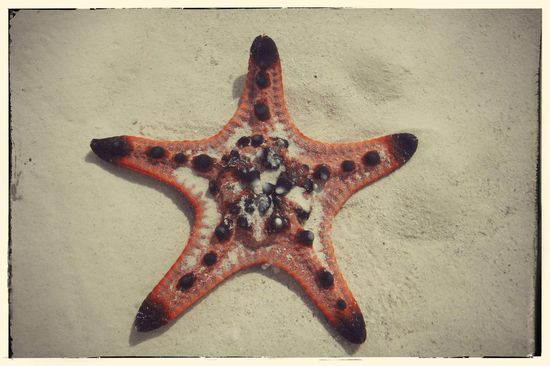Unsere gute Tat des Tages: Das kleine Kerlchen hatte es nicht mehr ins Wasser geschafft, lag komplett zusammengefaltet auf dem Sand und vertrocknete in der Sonne. Nachdem wir Ihn ins Wasser zurücklegten faltete er sich wieder auf und ich durfte zur Belohnung das Bild machen