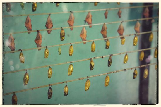 Butterfly Garden: Die Cocons von verschiedenen Schmetterlingen