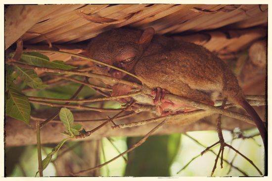 Die kleinsten Primaten der Philippinen - die Tarsiere