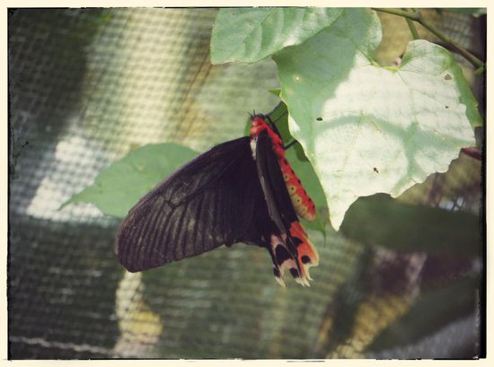 Und noch ein recht großes Exemplar