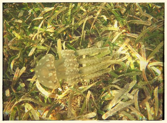 Vorgestern war schnorcheln und abhängen vorm ayanyana-resort angesagt