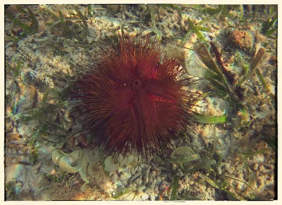 Hier gibt es unglaublich schöne seeigel