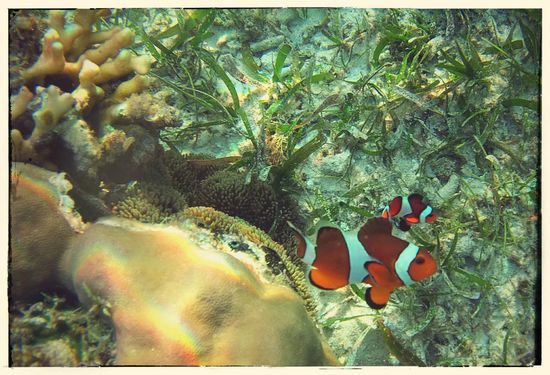 Natürlich auch clownsfische