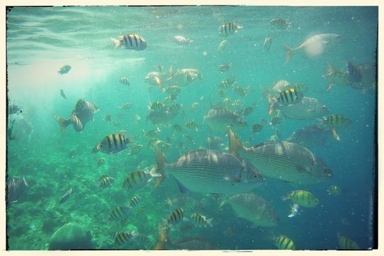 Schwimmen wie im aquarium