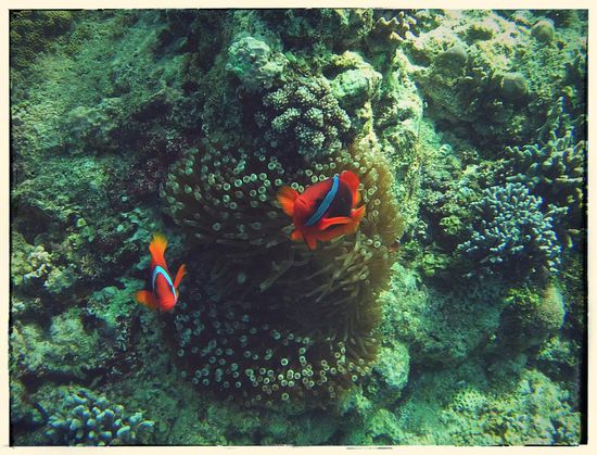 Auch hier gabs nemos