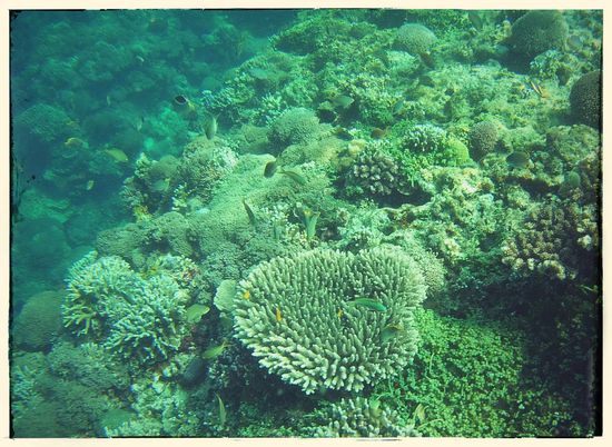 In echt wie immer spektakulärer als auf den bildern. Vorallem an der riffkante und der dortigen steilwand wimmelte es von fischen