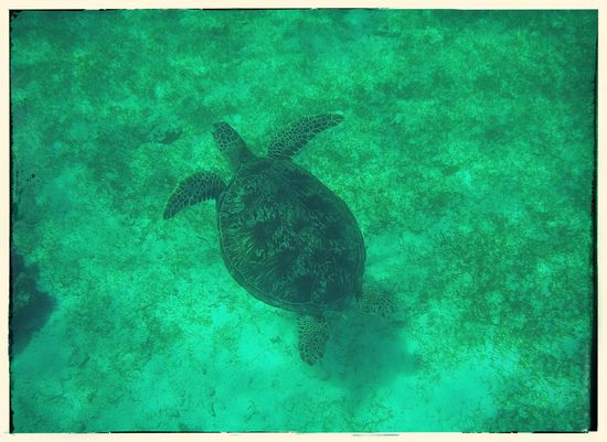 Für ein wenig extrakohle wurden wir zu einem besonderen divespot gefahren wo sich Schildkröten tummeln sollten. Wir hatten tatsächlich Glück! megageil