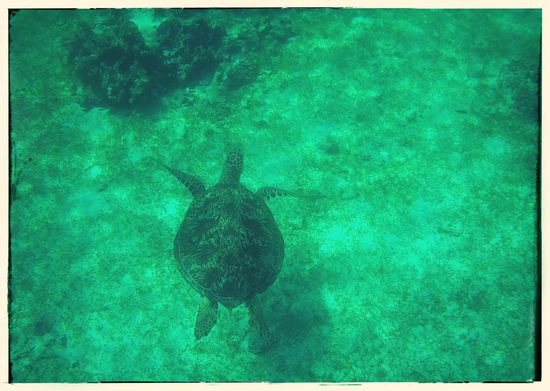 Auch wenn man es nicht so sieht, die Schildkröte war riesig