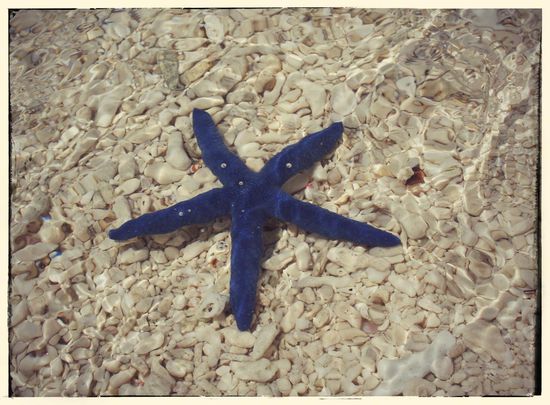 Seesterne direkt am strand