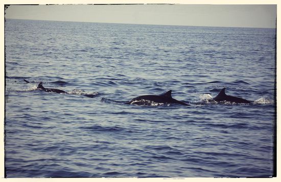 Erster programmpunkt war delphine beobachten. Es sollte eher delphine jagen heißen, da mehr als 15 boote die tiere verfolgte.