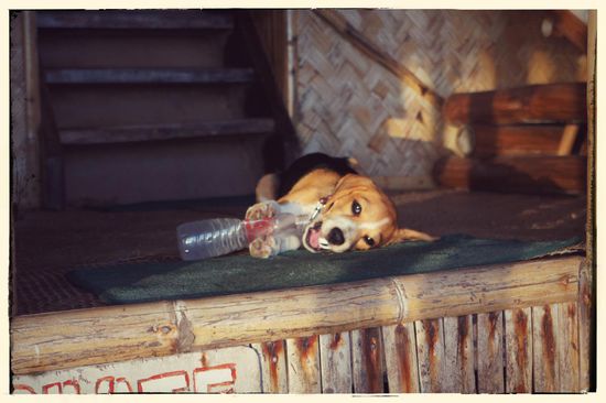 Sogar der Hund war am chillen