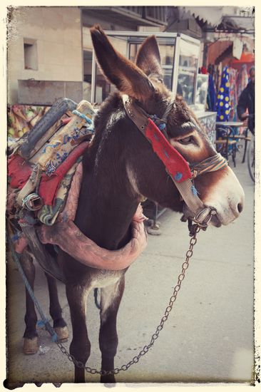 Ich geb´ s zu: Ich steh auf Esel