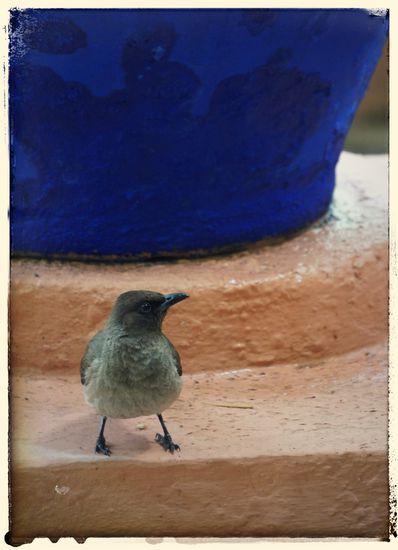Auch die Tierwelt fühlte sich sichtlich wohl. Neben Vögeln tummelten sich auch Schildkröten, Frösche und Fische im Anwesen.