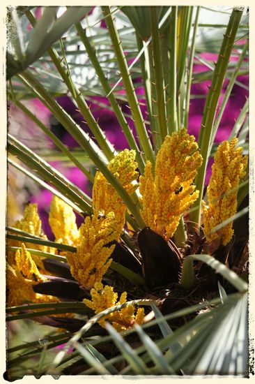 Auch die Bienen waren fleißig bei der Arbeit