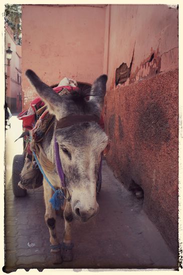 Ja, wie gesagt, ich hab nen Eselfetisch