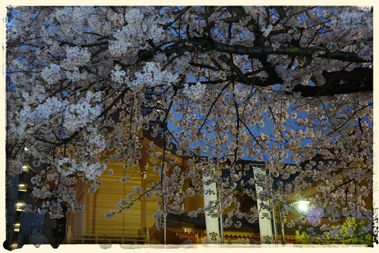 Ja, wir haben tatsächlich noch Glück und erleben die Kirschblütensaison (Hanimani) voll mit