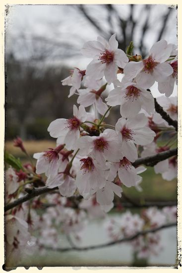 Die Kirschblüte in voller Pracht