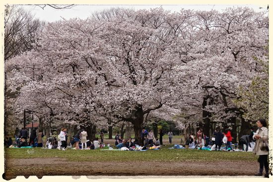 Picknicken zur Kirschblüte, ein Volkssport