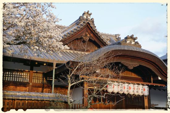 Überall ist die Kirschblüte noch in voller Pracht zu sehen