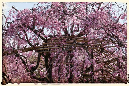Einfach nur schön. Die Kirschblüte in voller Pracht